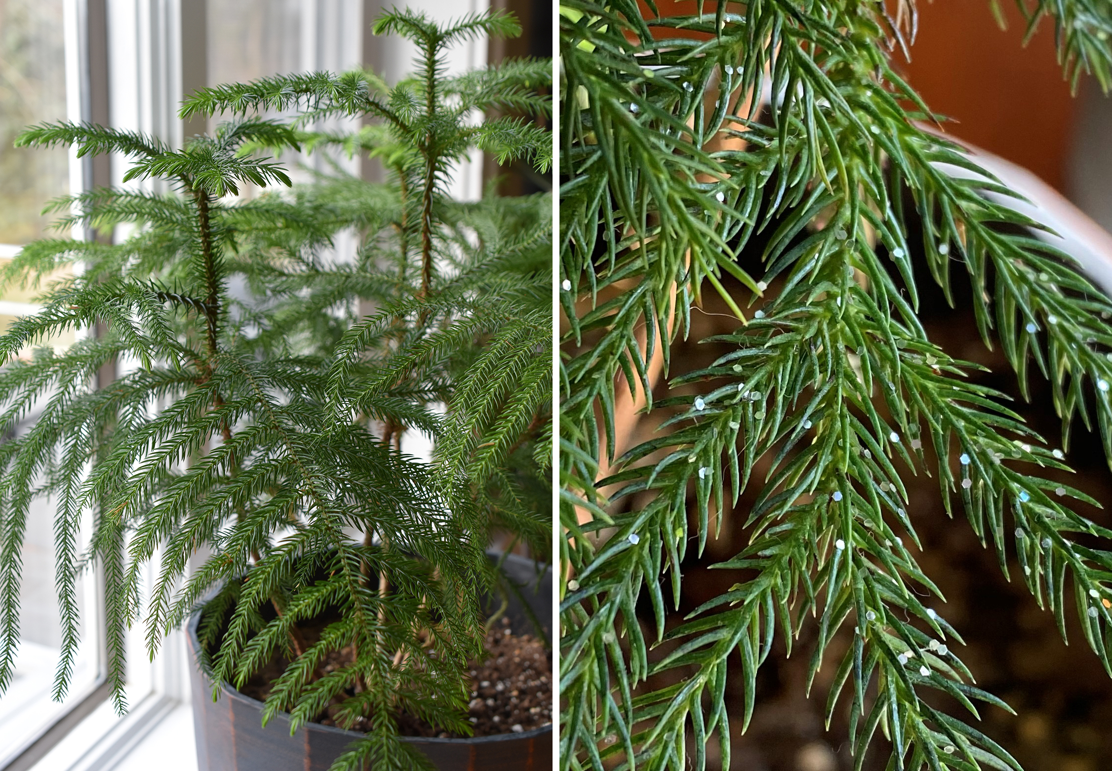 Norfolk Island pine